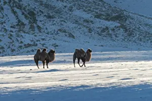 Camels: CAMELS IN THE MOUNTAINS