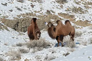 Camels: CAMELS IN THE MOUNTAINS