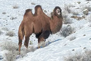 Camels: CAMELS IN THE MOUNTAINS