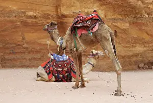 Maker: Camels - ready for tourists