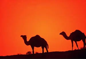 Camels: CAMELS - at sunset