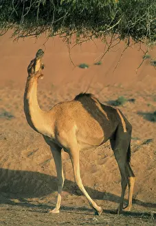 Oman: Camels, Wahiba Sands, Oman