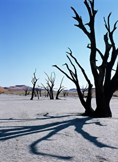 Parched: Camelthorn