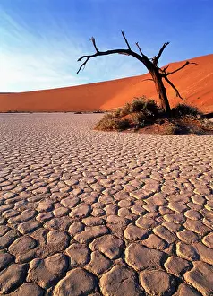 Parched: Camelthorn