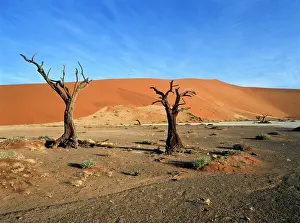 Parched: Camelthorn