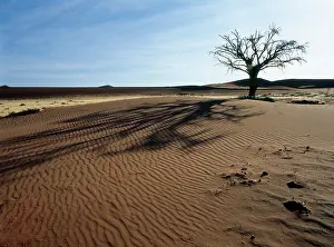 Parched: Camelthorn