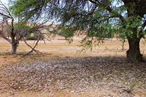 Acacias: Camelthorn and shed pods - Harvest of pods after
