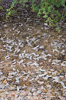 Acacias: Camelthorn and shed pods - Harvest of pods after