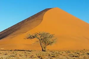 Camelthorn: Camelthorn tree (Acacia erioloba) before the giant