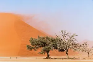 Camelthorn: Camelthorn tree (Acacia erioloba) in front of Sand