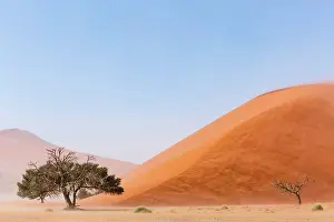 Camelthorn: Camelthorn tree (Acacia erioloba) in front of Sand