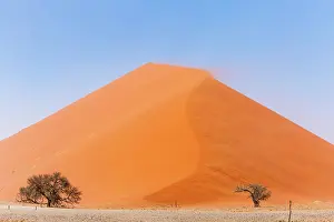 Camelthorn: Camelthorn tree (Acacia erioloba) in front of Sand