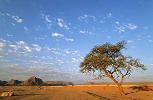 Camelthorn: Camelthorn Tree in the evening in a dry riverbed