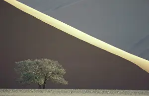 Acacias: Camelthorn Tree - infront of sand dune in the Namib Desert
