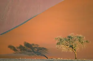 Acacias: Camelthorn Tree - At a sand dune in the Namib Desert;