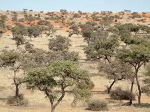 Camelthorn: Camelthorn Trees - and red sand dunes
