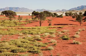 Ridges: Camelthorn trees - sand dunes and isolated mountain