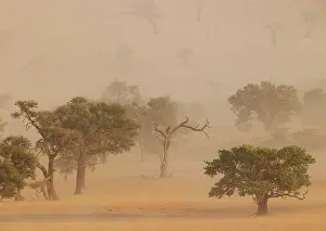 Remote: Camelthorn trees (Vachellia erioloba) in a sand storm in the Tsondab Valley