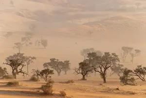 Remote: Camelthorn trees (Vachellia erioloba) in a sand storm in the Tsondab Valley