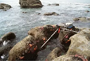 Pools: Camera set for shooting Sea Stars in tide pools