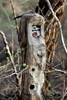 Cameras: Camera trap - Placed along trail to capture animals
