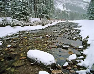 Cameron: Cameron Creek in Waterton Lakes National