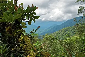 Cameron: Cameron highlands forest landscape