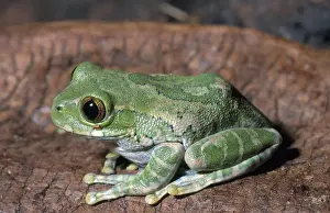 Hyperoliidae: Cameroon Dumpy Frog