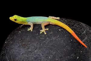Cameroon: Cameroon dwarf gecko (Lygodactylus conraui) on black