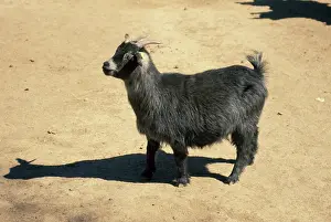 Cameroon: Cameroon Dwarf Goat