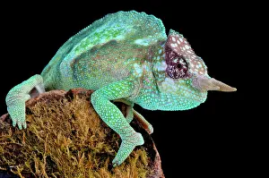 Cameroon: Cameroon sailfin chameleon (Trioceros montium)