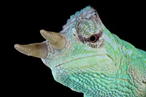 Trioceros: Cameroon sailfin chameleon (Trioceros montium)
