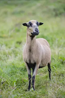 Cameroon: Cameroon Sheep - adult ewe - Germany