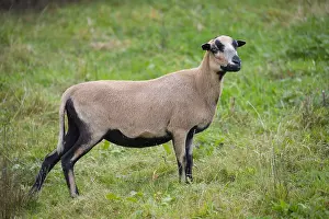 Orientalis: Cameroon Sheep - adult ewe - Germany