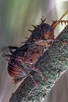 Gryllidae: CameroonCricket (Gryllidae) Africa
