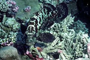 Rockcod: Camouflage Rockcod