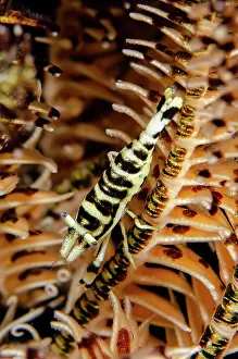 Featherstar: Camouflaged Commensal Shrimp - on Crinoid, Comatulida