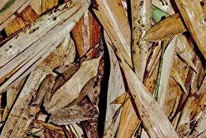 Rufum: Camouflaged Darwin's frog