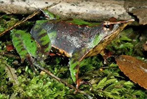 Rufum: Camouflaged Darwin's frog