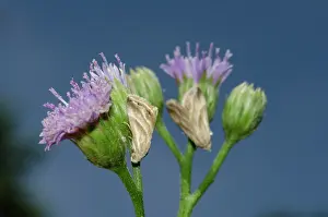 Weed: Camouflaged Eublemma Moth - on Goatweed flower