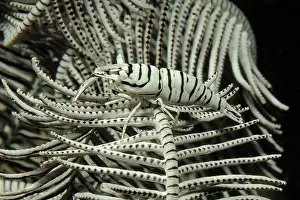 Prawn: Camouflaged feather star (Crinoidea) shrimp (Periclimenes