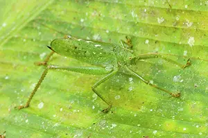 Katydid: Camouflaged Katydid