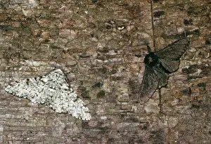 Peppered: CAMOUFLAGED PEPPERED MOTH - Melanic and Typical Form