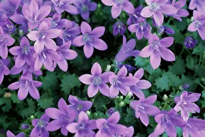 Campanula: Campanula