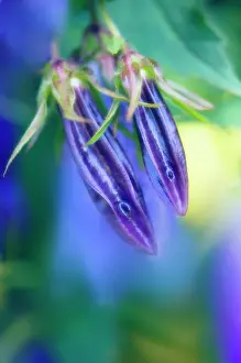 Campanula: Campanula
