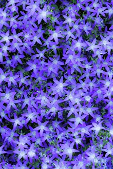 Campanula: Campanula