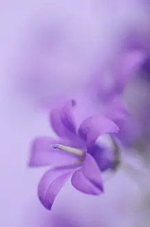 Campanula: Campanula