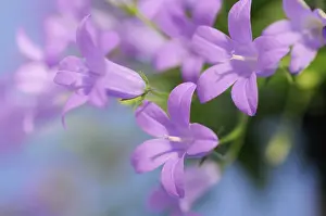 Campanula: Campanula