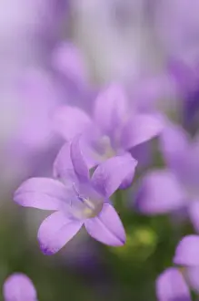Campanula: Campanula