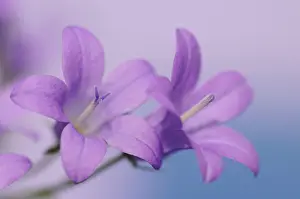 Campanula: Campanula
